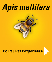 vignette_actu-apis-3